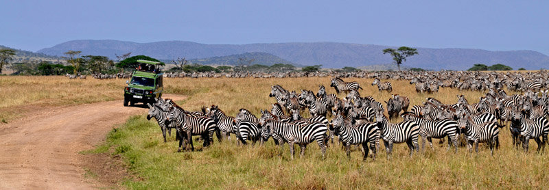 A herd of Zebras. Though I do not have it in pictures, this was the most amazing moment of the safari. There was water on the other side of the road, and a group of lions were waiting for the zebras to come. They tried to attack twice (both failed). On the second attempt, a group of lions attacked from the front and another from the right, passing just 1 or 2 meters to the right of our car. While running to the zebras herd, the lion looked right at me when passing next to the car (you could hear his footsteps on the ground) like he was saying "I could eat you if I wanted" or "Stay there, I'm hunting!"
